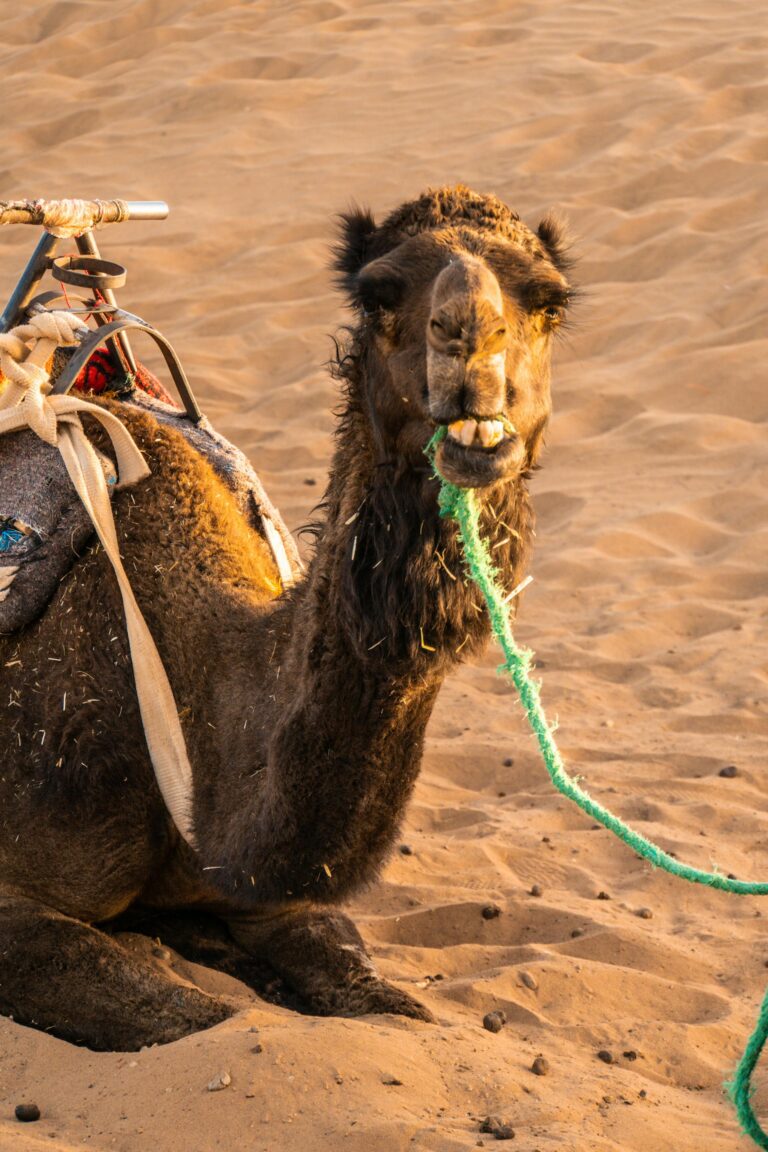 Camel rides and desert camping